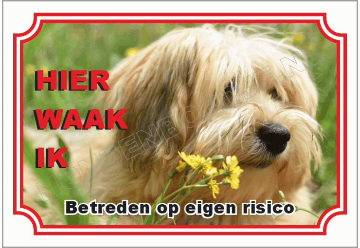 Havanese
